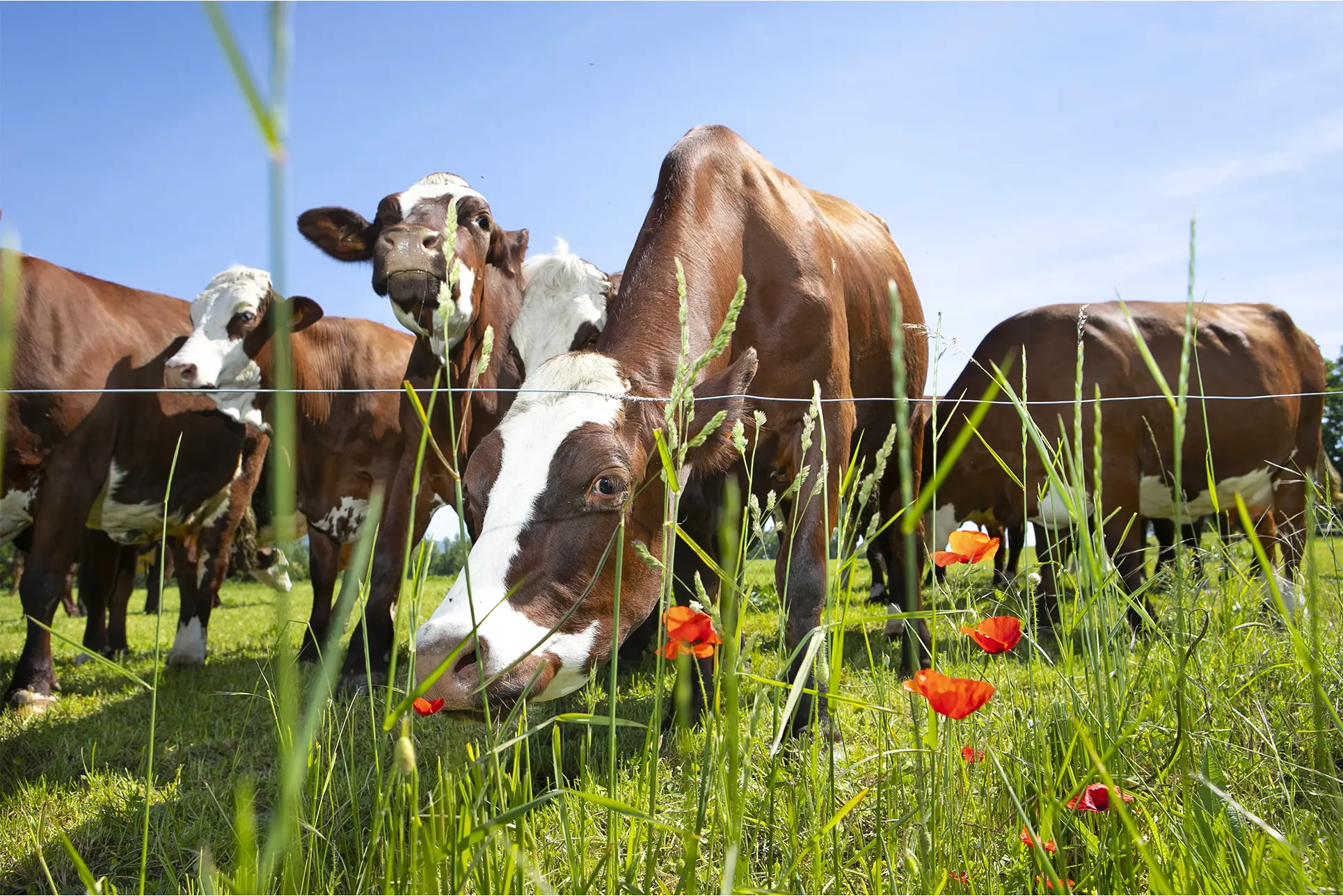 Ganado vacuno en un campo de pasto